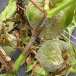  Phytophthora de poivre bulgare