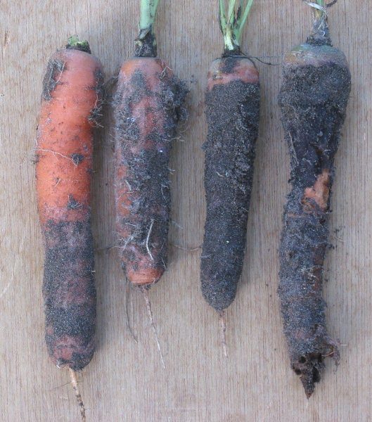  Thomosis carrots or dry rot