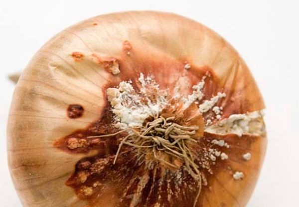  Fusarium marcisce