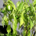  Fusarium appassisce