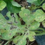  Fusarium wilt