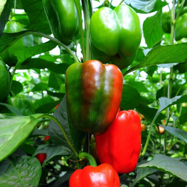  Variedade de pimenta híbrida Atlantik