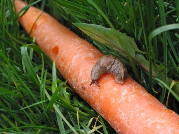  Bare slugs