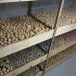  Conservare le patate nel seminterrato