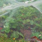  Strawberries with agrofibre
