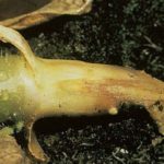  Root rot