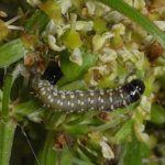  Lechinka umbrella moth