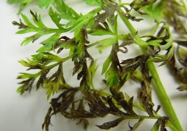  Carrot leaves are affected by brown spot