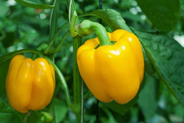  As melhores variedades de pimenta