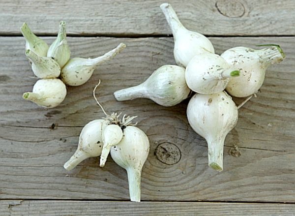  Shallots Snowball