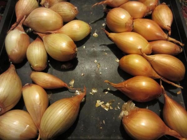 Onion Marneulsky family