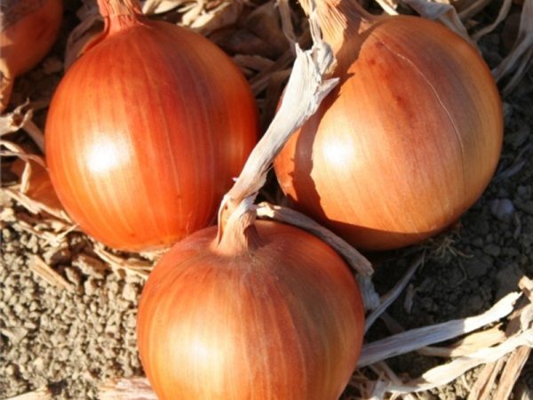  Shallot Koynarsky