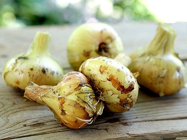  Shallot Onion Sprint