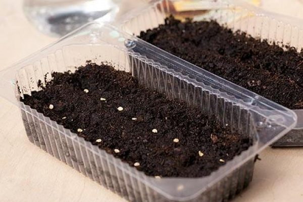  Plantando sementes de tomate em um recipiente para mudas