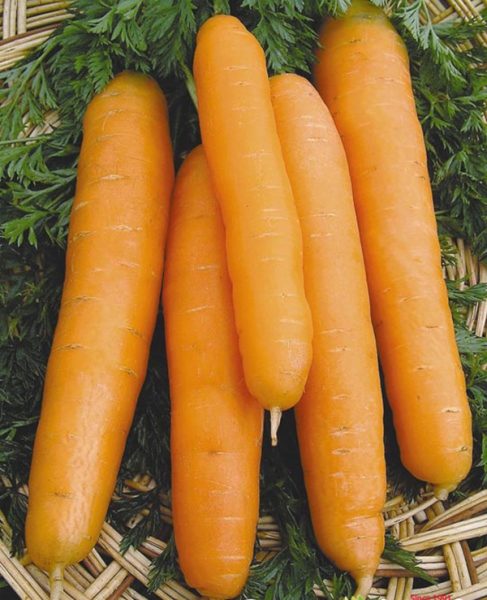  Carota Nantes-4