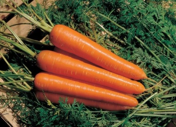 Carota di Flaccoro