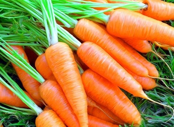  Varietà di carote Preferito