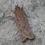  Carrot or umbrella moth
