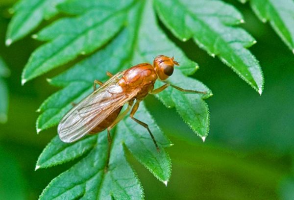  Carrot fly