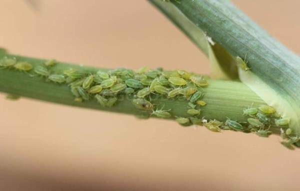 Carrot aphid