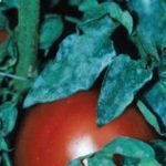  Orvalho Mealy em tomates