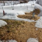  Mulching cu rumeguș
