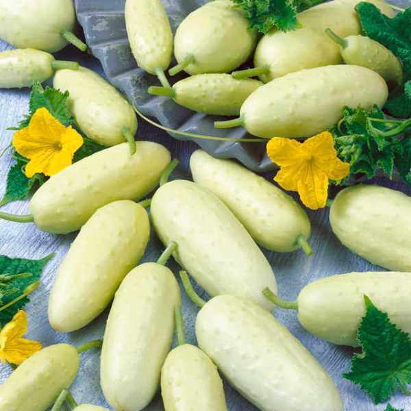  Cucumbers grade Snow White