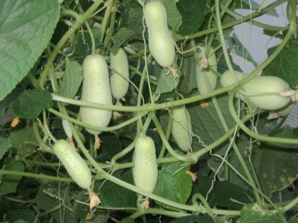  Cucumber variety White Angel