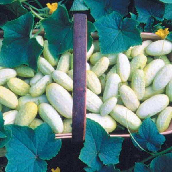  Cucumbers Bidigo Lungo grade