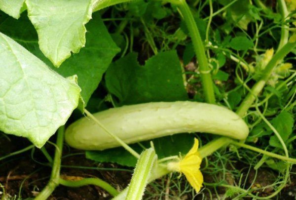  Cucumber grade Bride