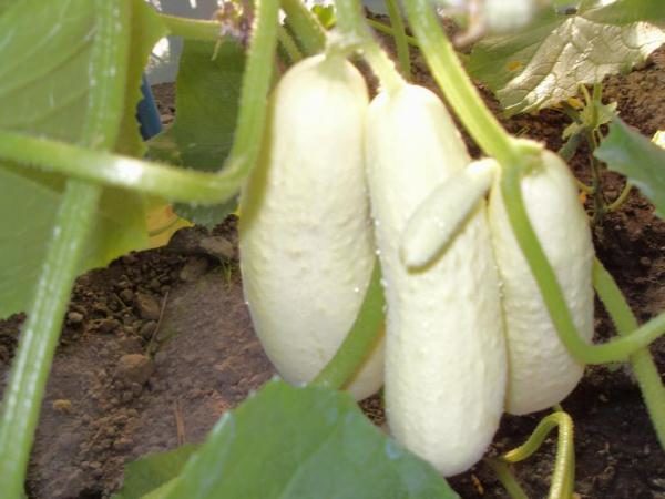  Cucumbers grade Snow Leopard