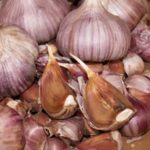  Winter garlic