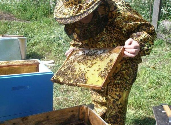  BEE