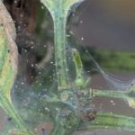  Spider mite