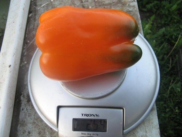  Grau inicial de pimenta Big Mum