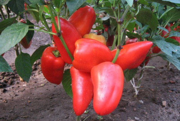  Pepper Bogatyr