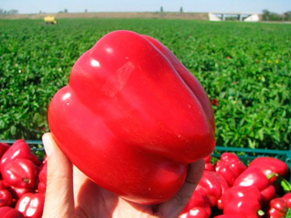 Pimenta Hércules