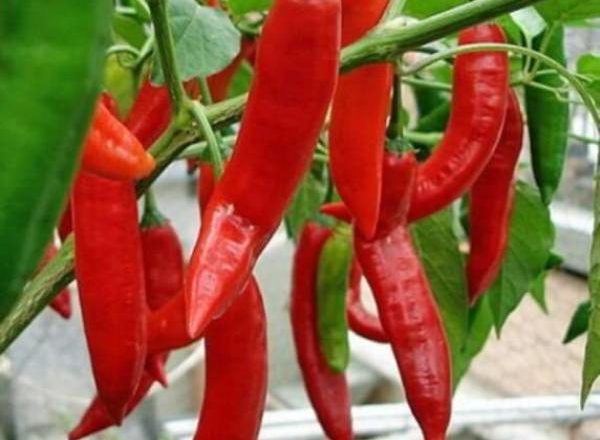  Hot varietăți de piper