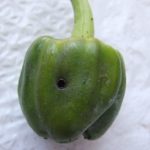  Pepper struck scoop