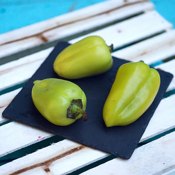  Pepper Sweet Swallow