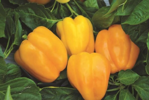 Ouro branco grau pimenta