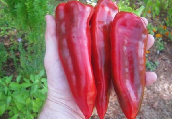  Lingua de Marinkin de grau de pimenta