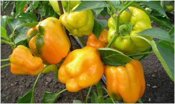  Pimenta variedade Flage