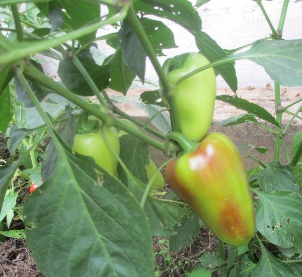  Formato da variedade Siberian pimenta doce