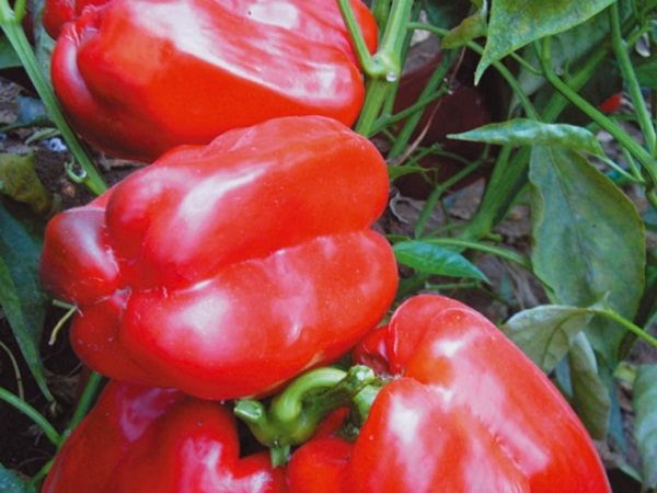 Tolstosum de grau de pimenta