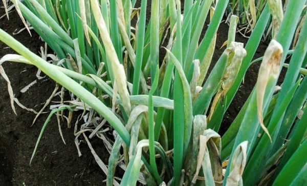  Peronospora della cipolla