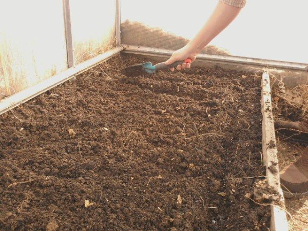  Preparando o solo para o plantio de sementes de tomate