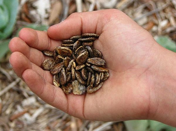 Collecting watermelon seeds Chill