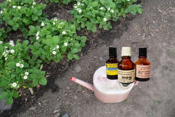  Top dressing strawberries with iodine and boric acid