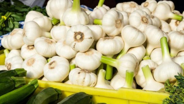  Garlic harvest
